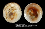 Hipponix subrufus (3)